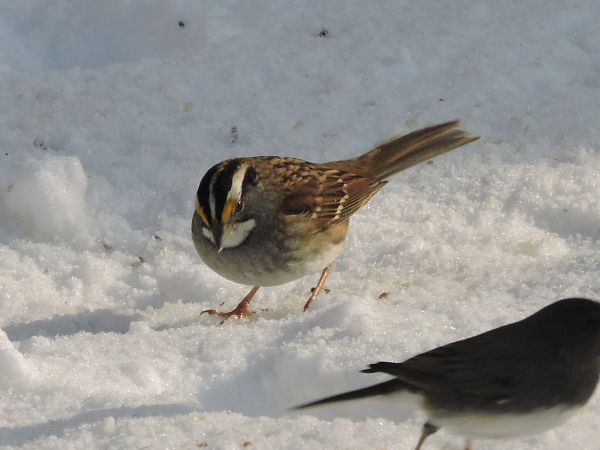 White-throated Sparrow - ML646297982
