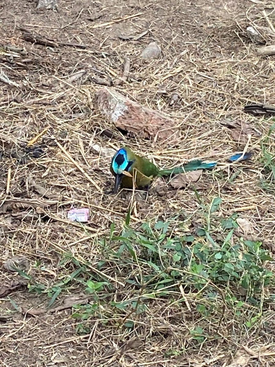 Whooping Motmot - ML646297984