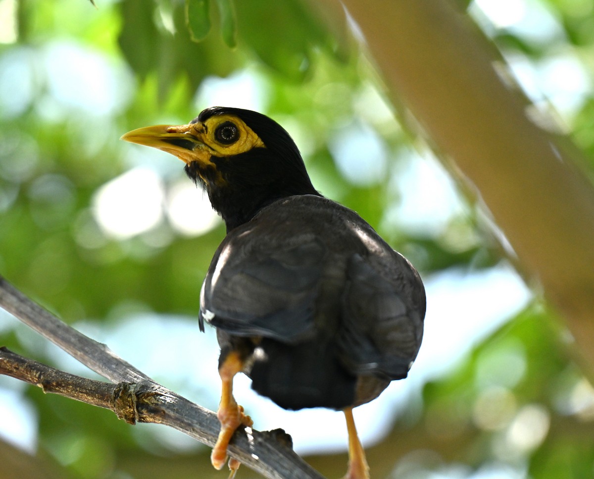 Martin triste - ML646297985