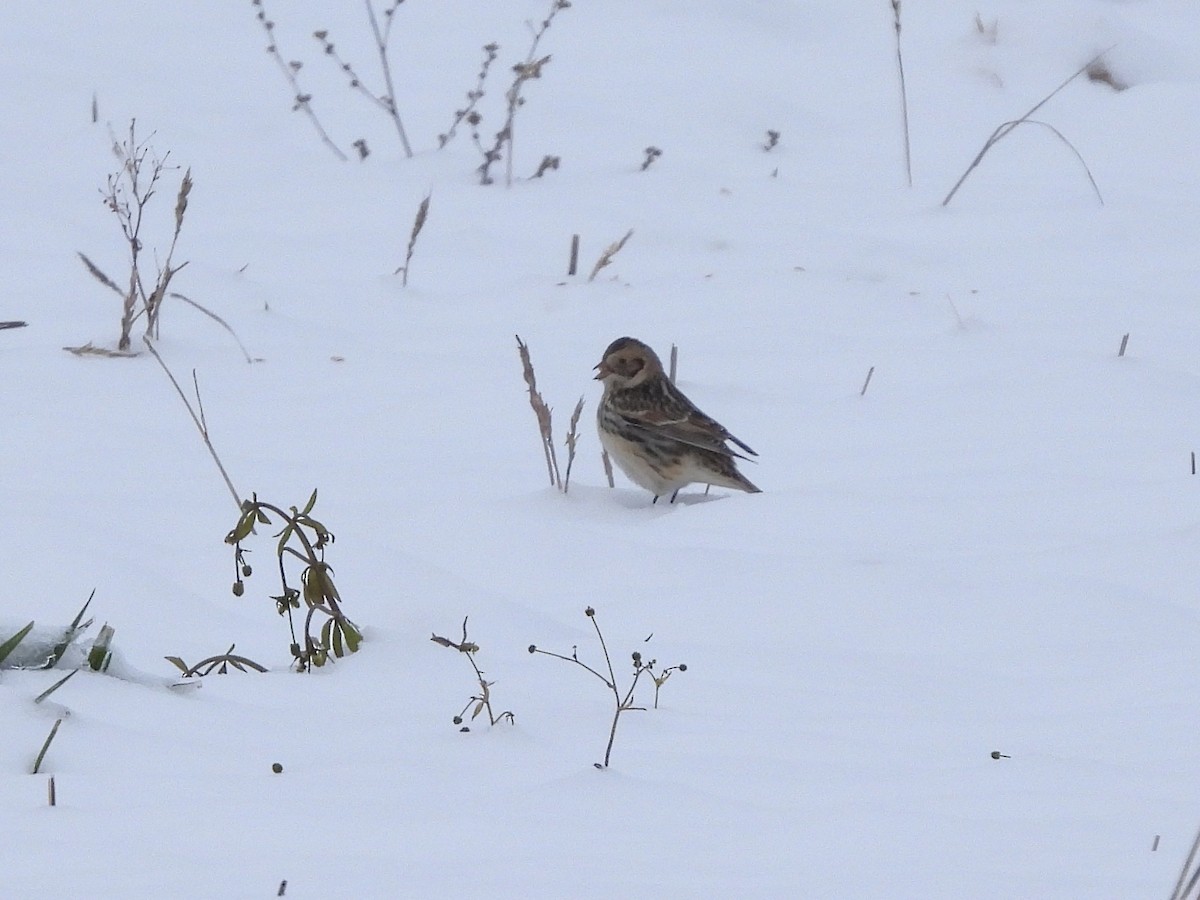 Lapland Longspur - ML646297987