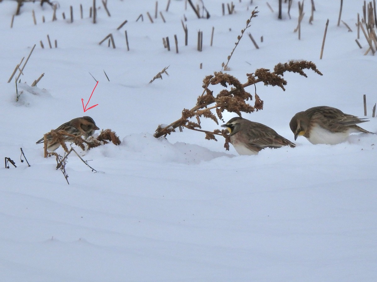 Lapland Longspur - ML646297988