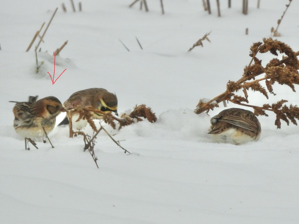 Lapland Longspur - ML646297989