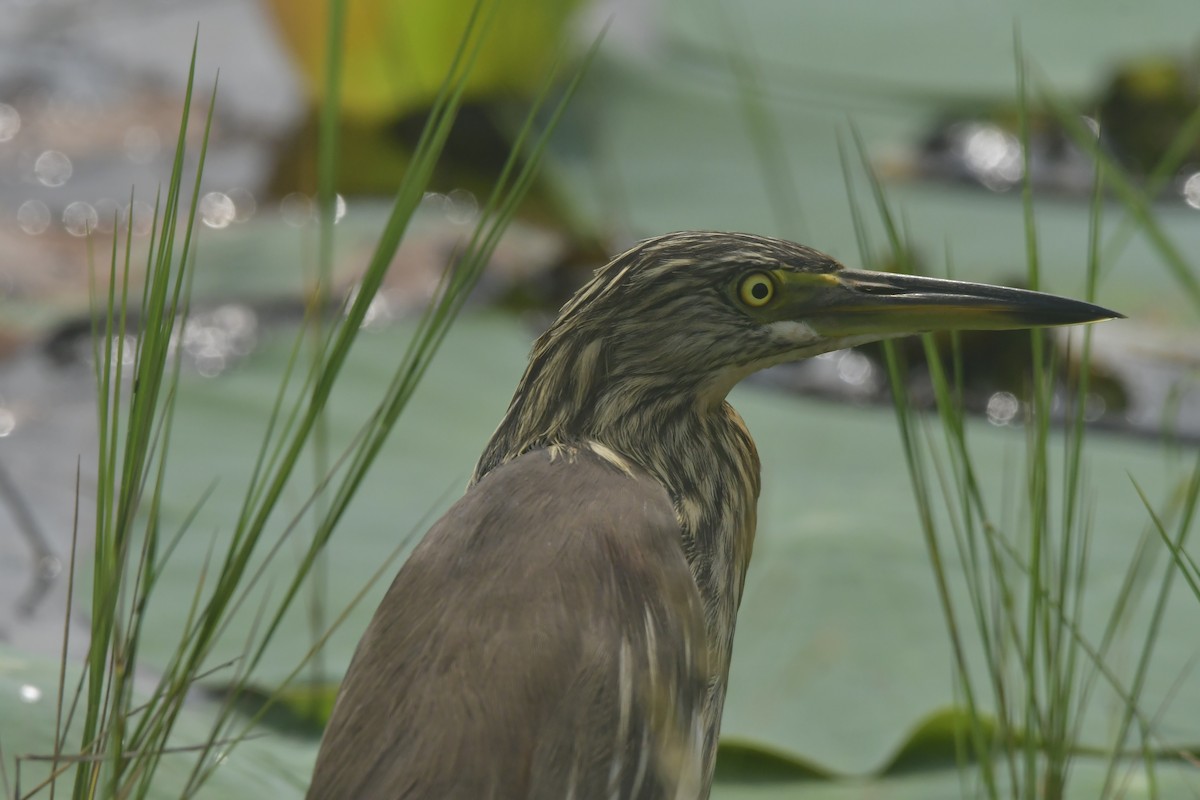 Indian Pond-Heron - ML646297991