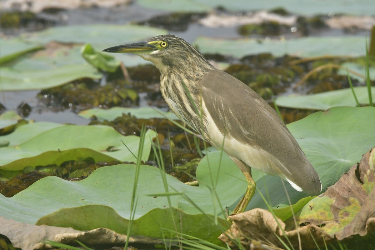 Indian Pond-Heron - ML646297992