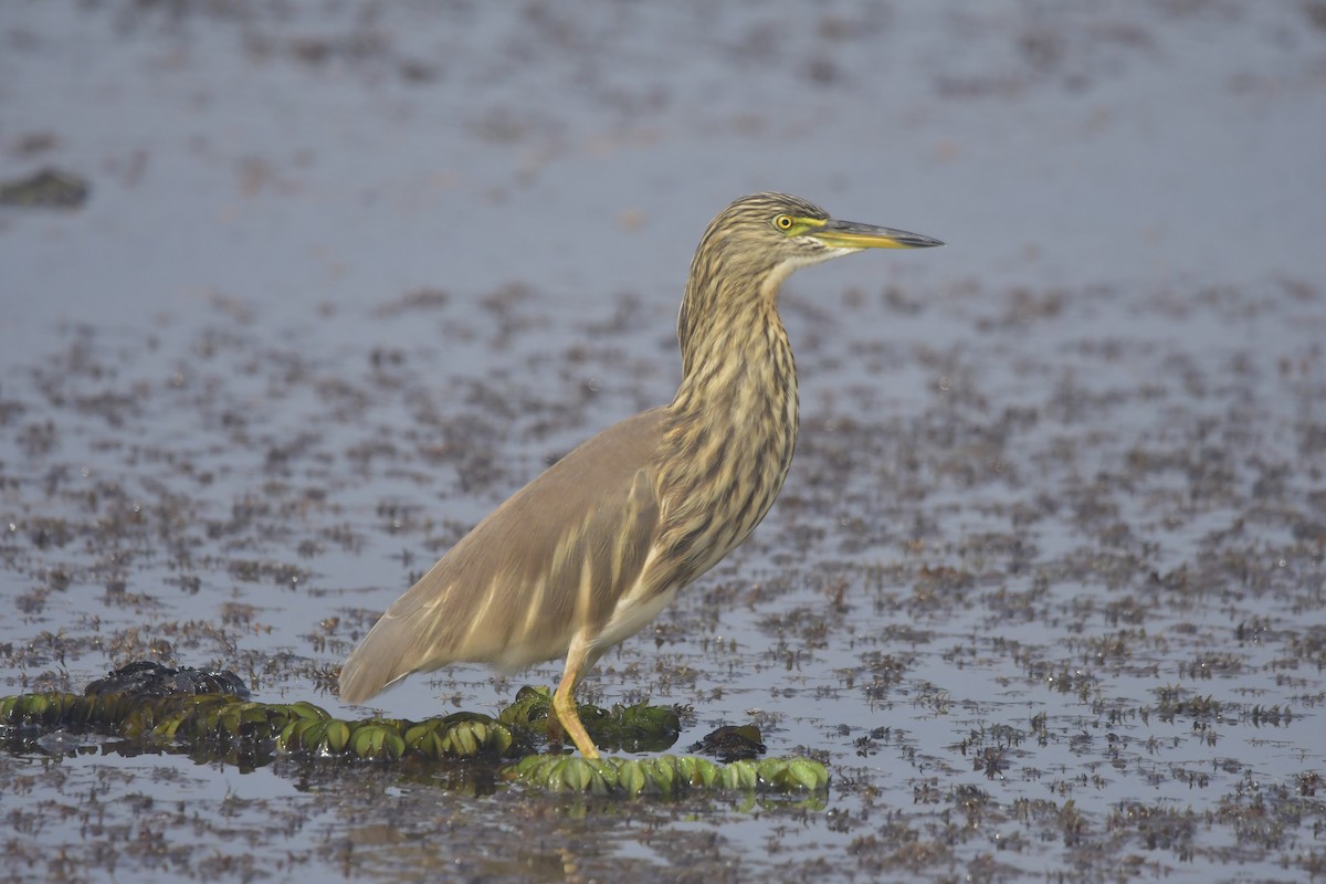 Индийская прудовая цапля - ML646297993