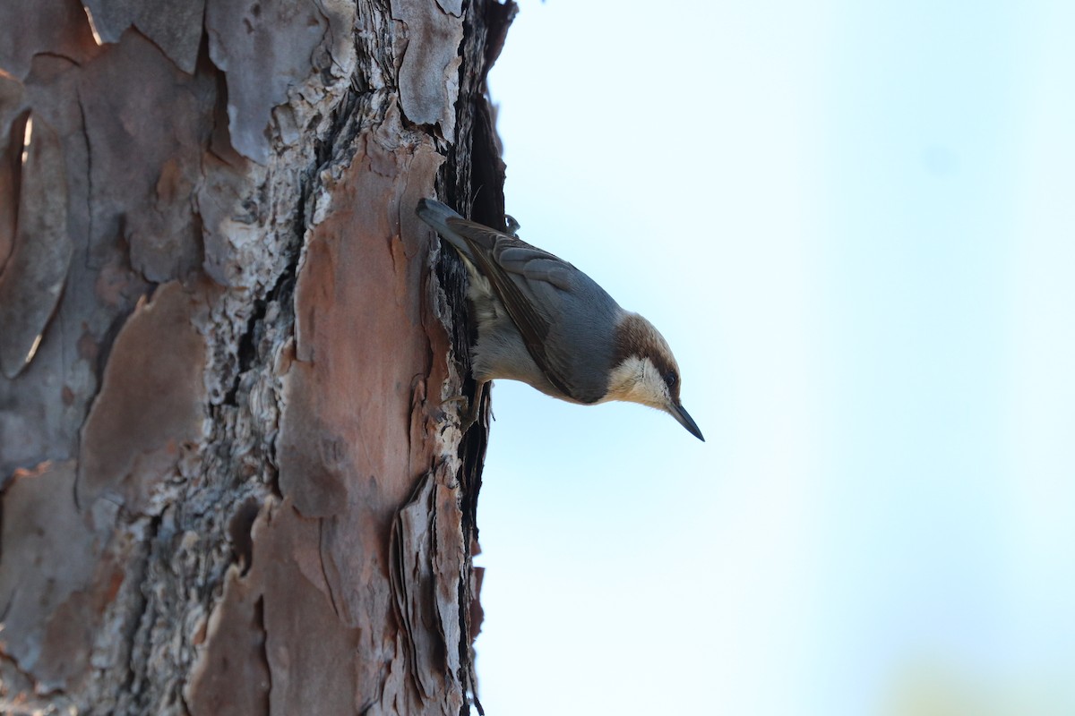Brown-headed Nuthatch - ML646297994