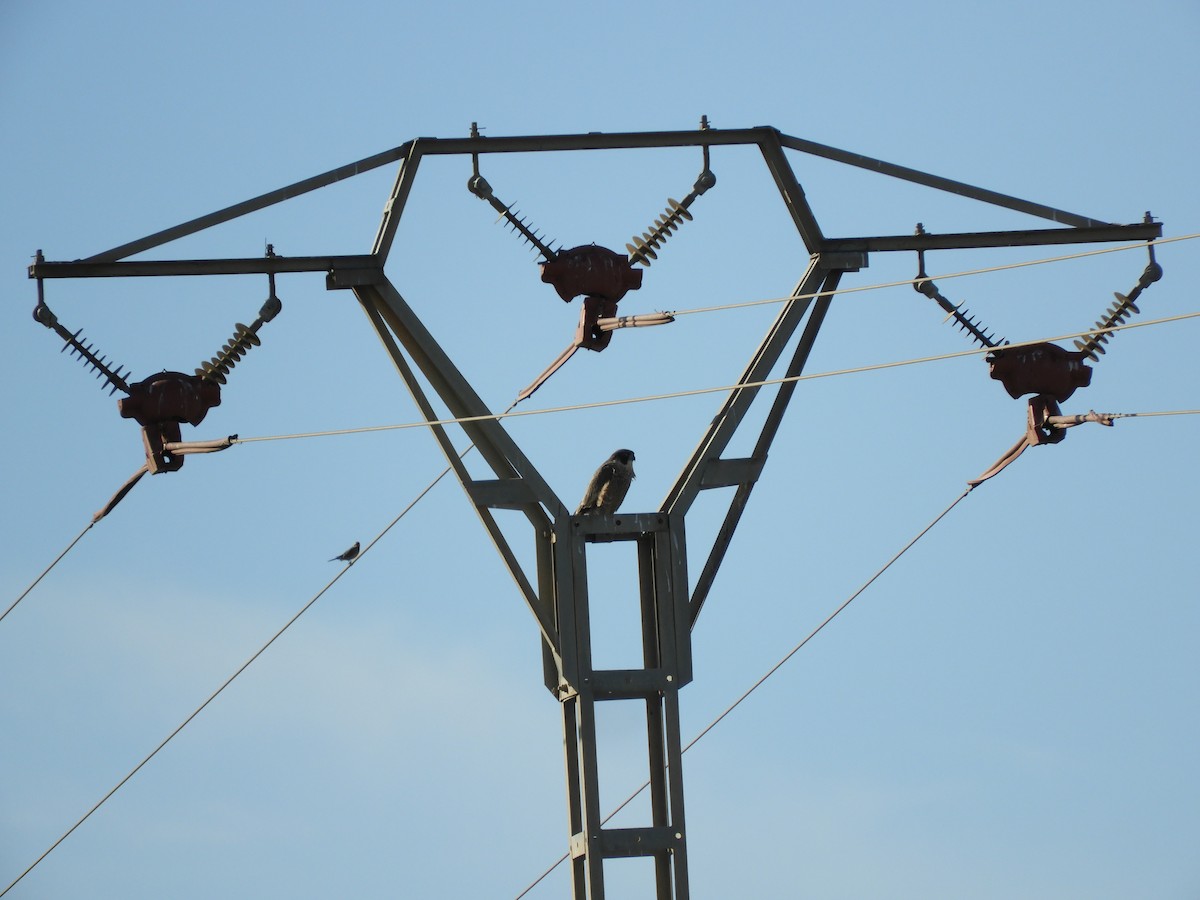 sokol stěhovavý - ML646297997