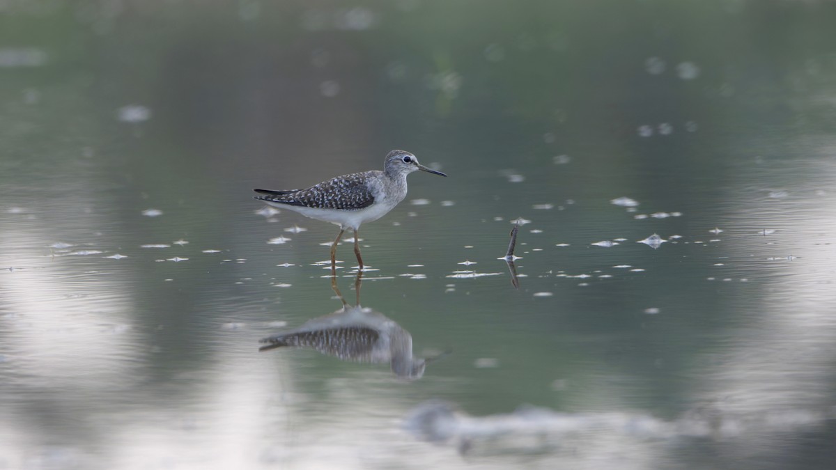 vodouš bahenní - ML646297999