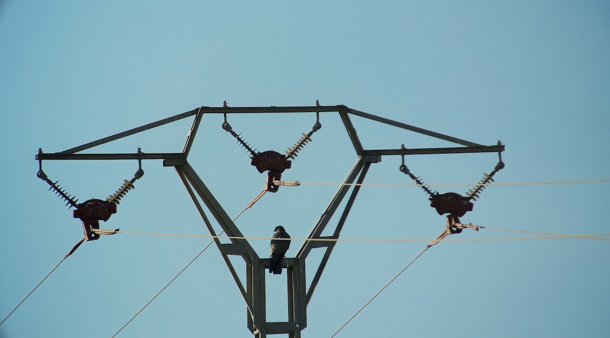 sokol stěhovavý - ML646298000