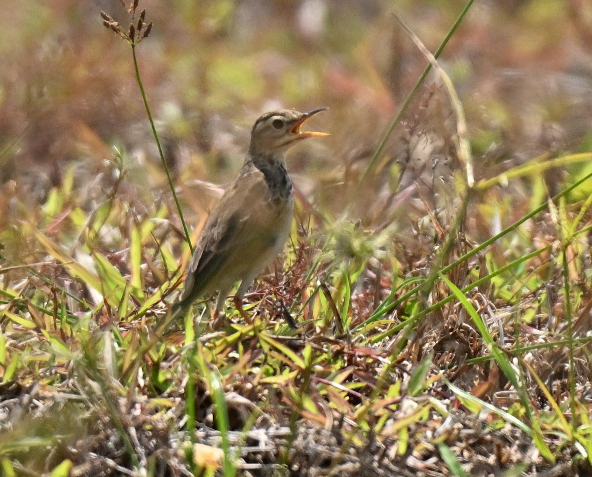 Pipit rousset - ML646298001