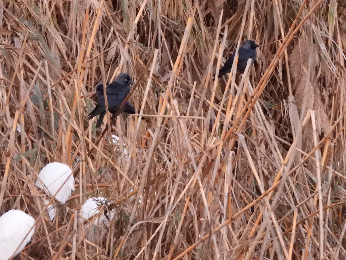 Eurasian Jackdaw - ML646298002