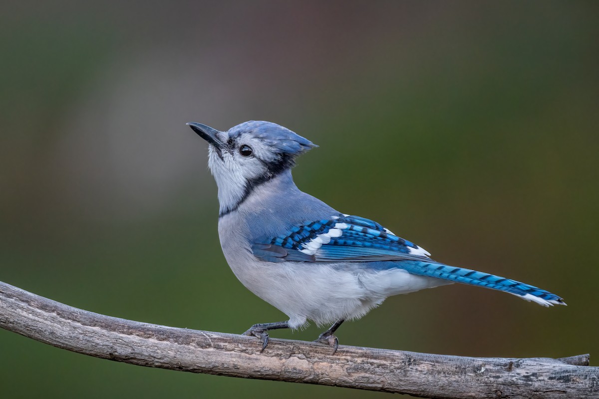 Blue Jay - ML646298006