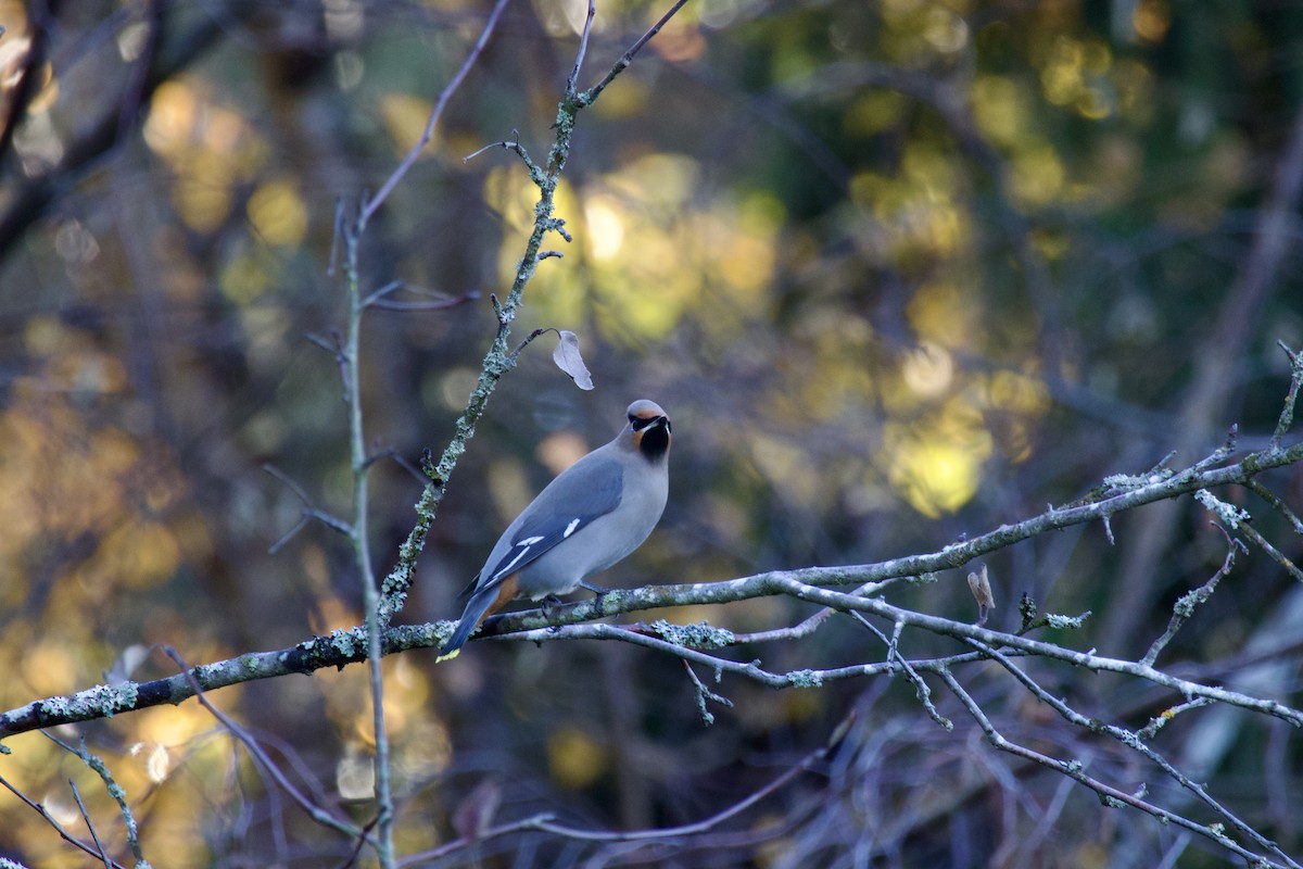 Bohemian Waxwing - ML646298012