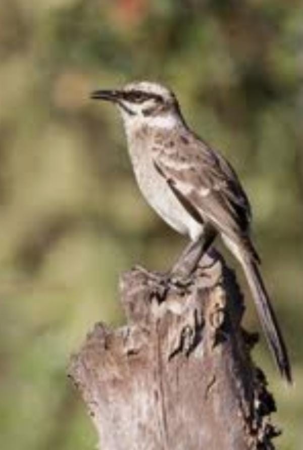 eBird Checklist - 3 Dec 2025 - Universidad Técnica de Machala - 1 species