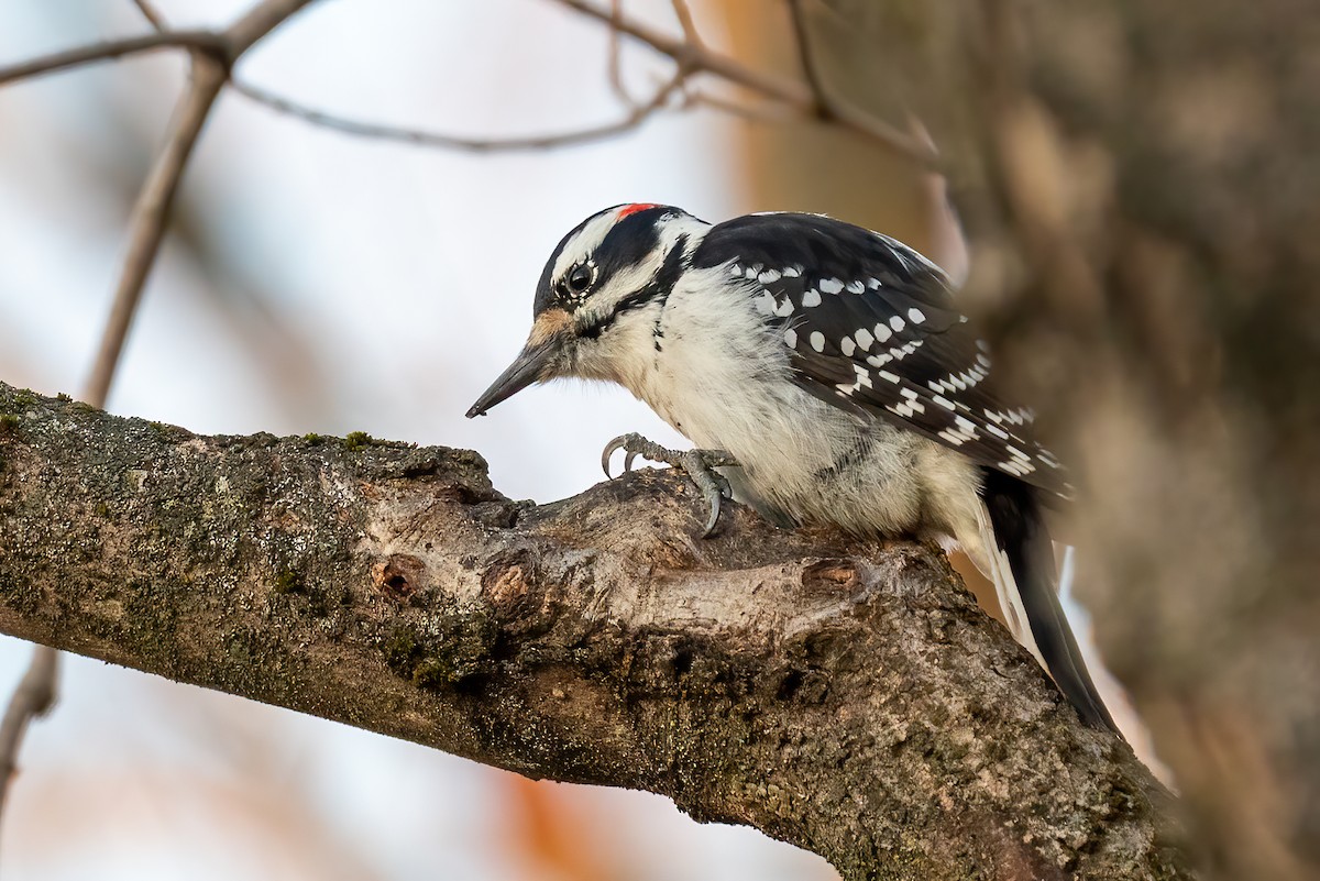 Hairy Woodpecker - ML646298017