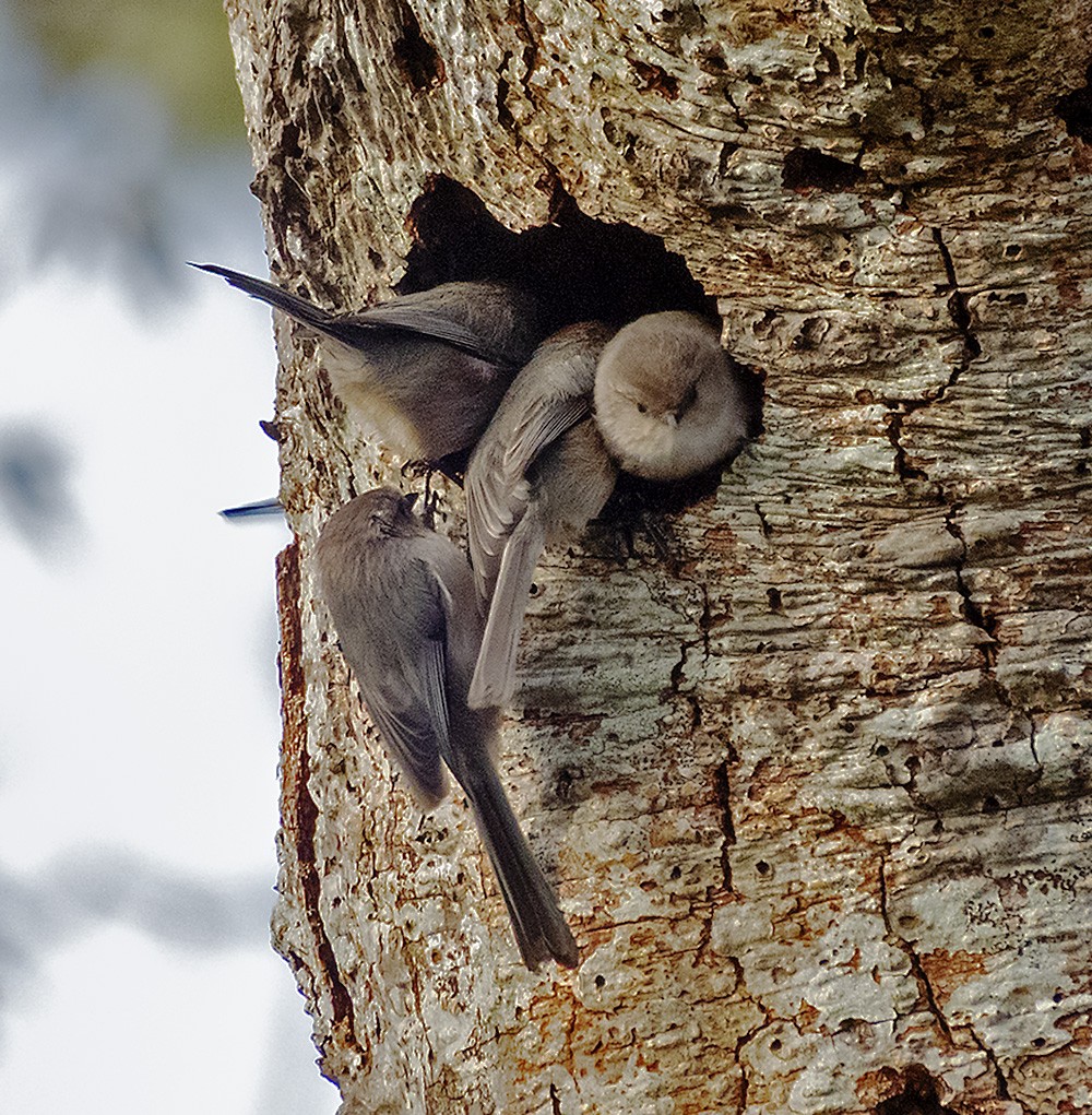 Bushtit - ML646298019