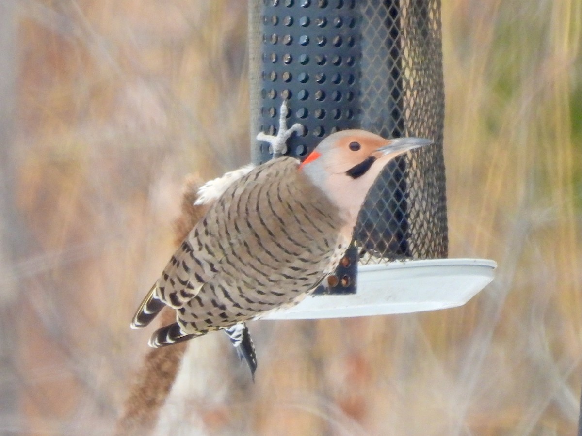 Northern Flicker - ML646298021