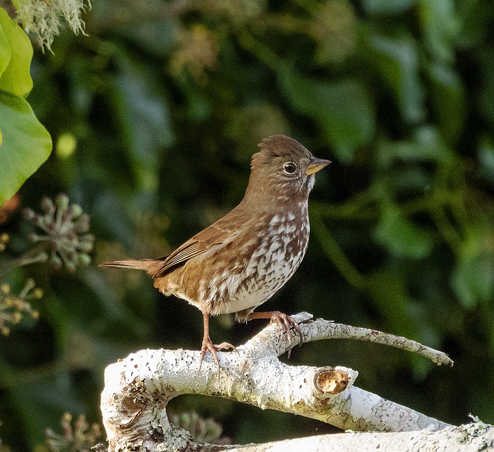 Fox Sparrow (Sooty) - ML646298022