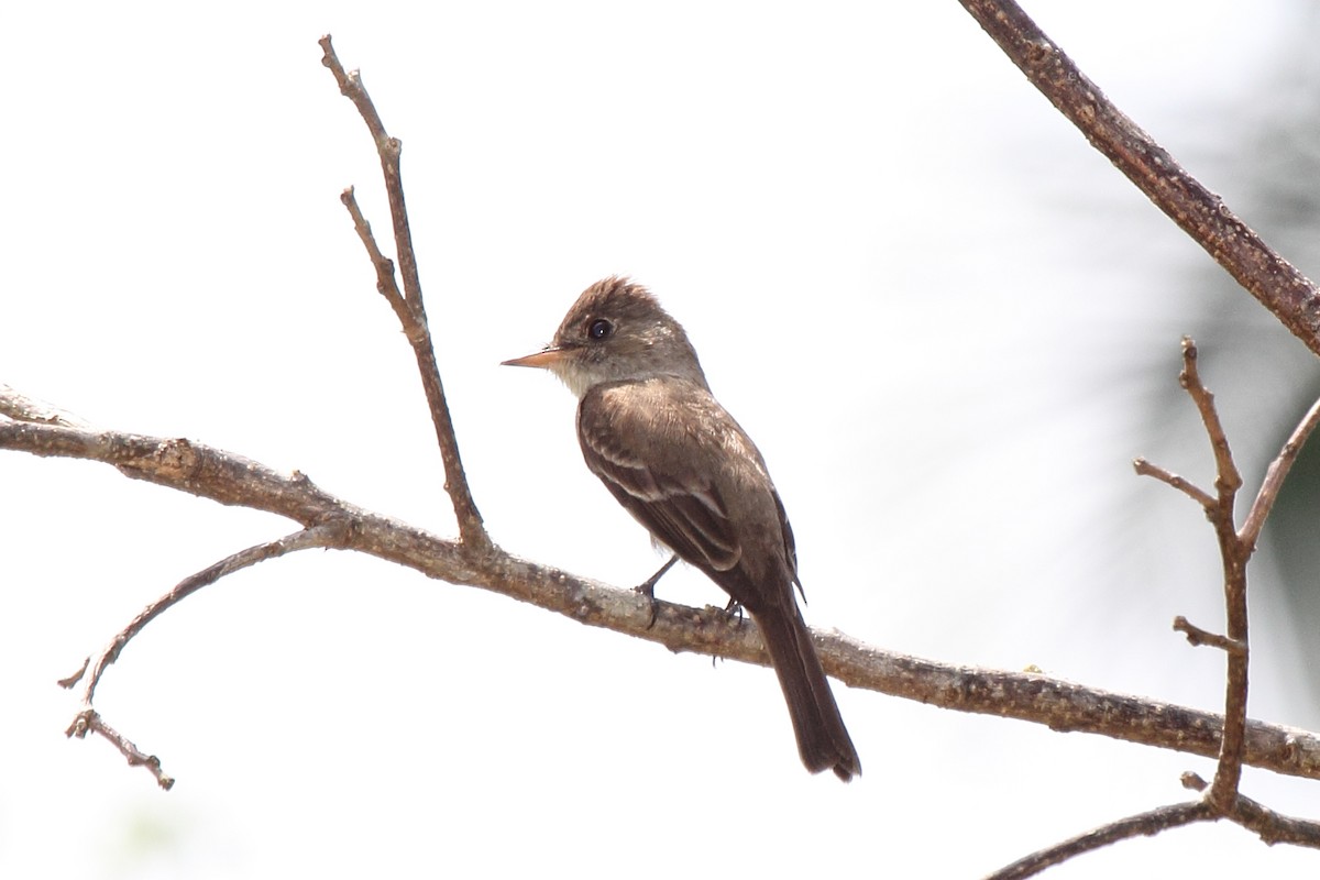 Northern Tropical Pewee - ML646298023