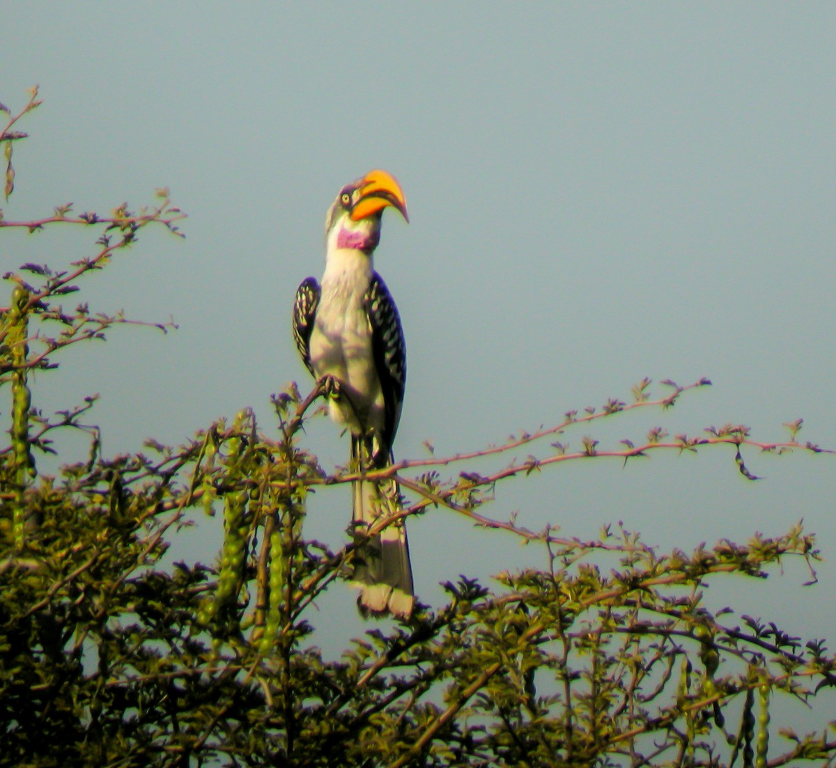 Toco Piquigualdo Norteño - ML646298027