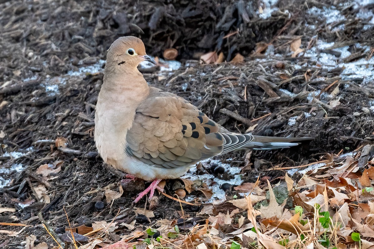 Mourning Dove - ML646298029