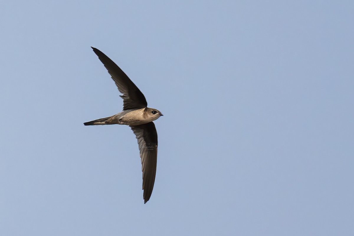 asiapalmeseiler - ML646298030