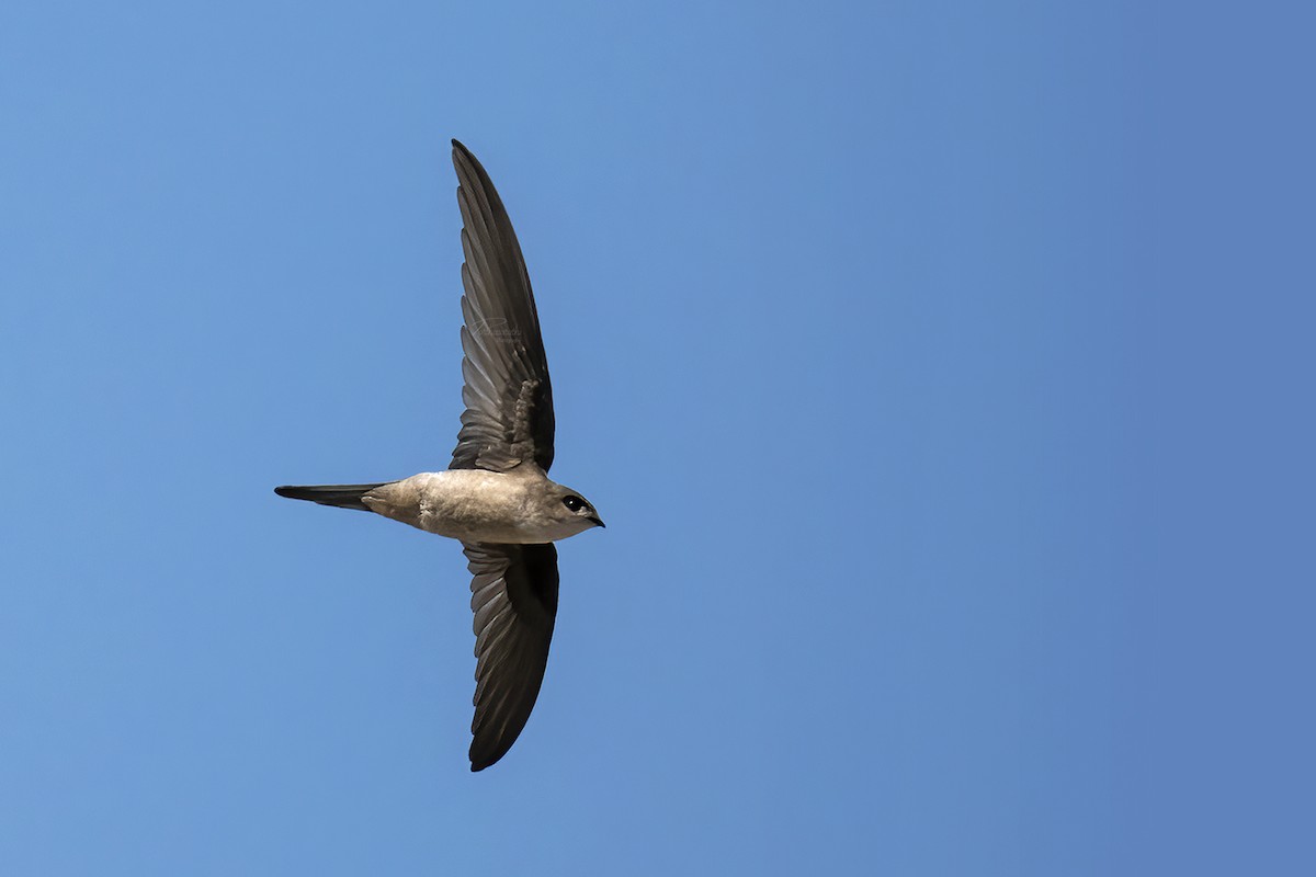 asiapalmeseiler - ML646298031