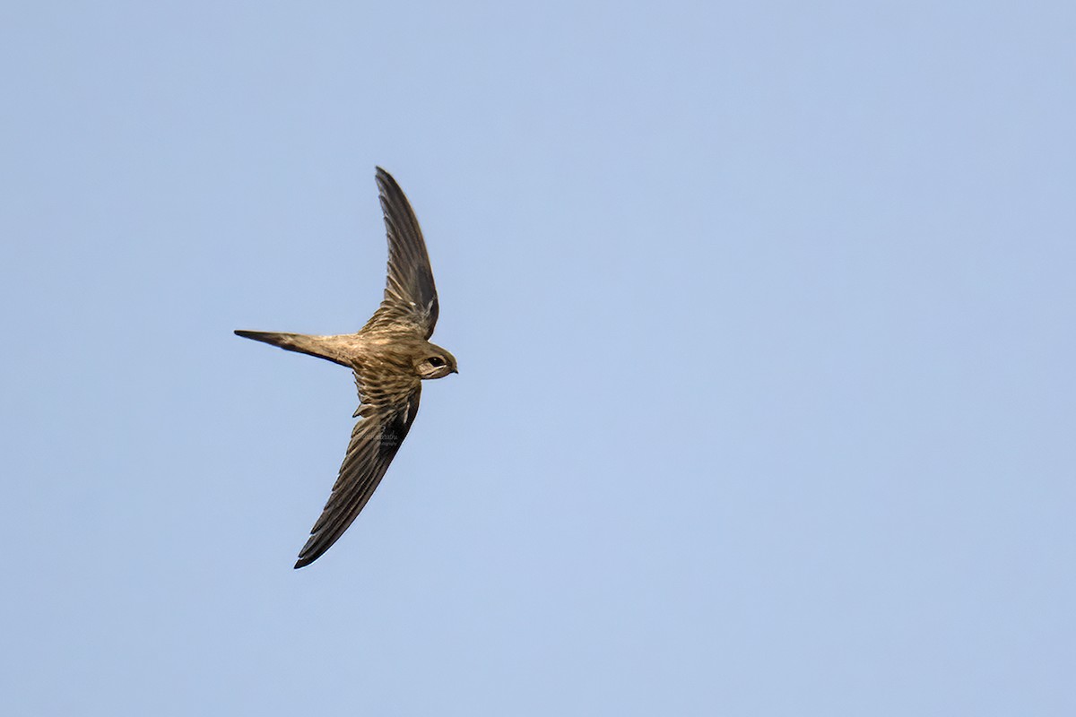 asiapalmeseiler - ML646298032