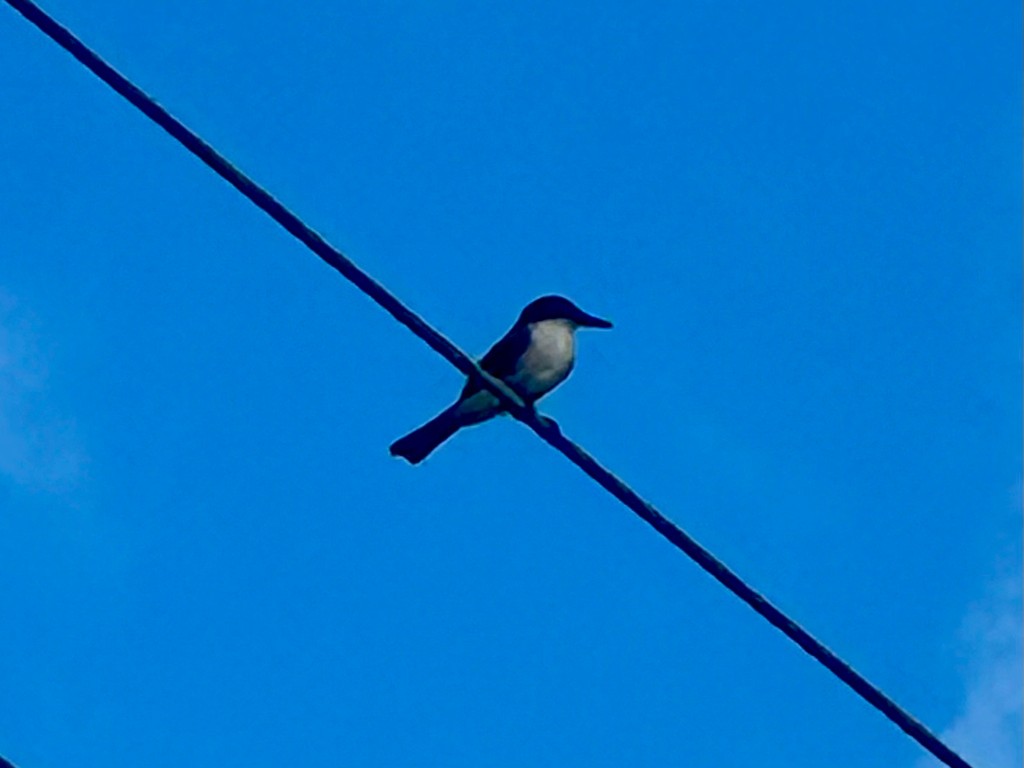 Тиран темноголовий - ML646298033