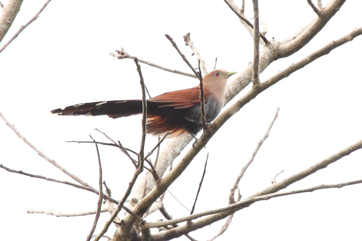 Common Squirrel-Cuckoo - ML646298034