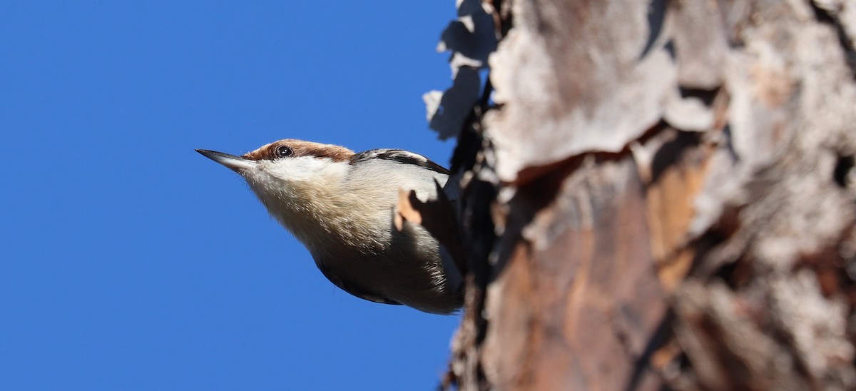 Brown-headed Nuthatch - ML646298035