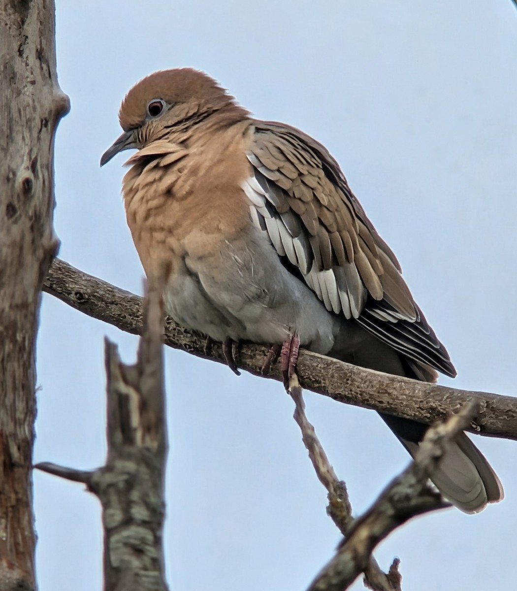 White-winged Dove - ML646298046