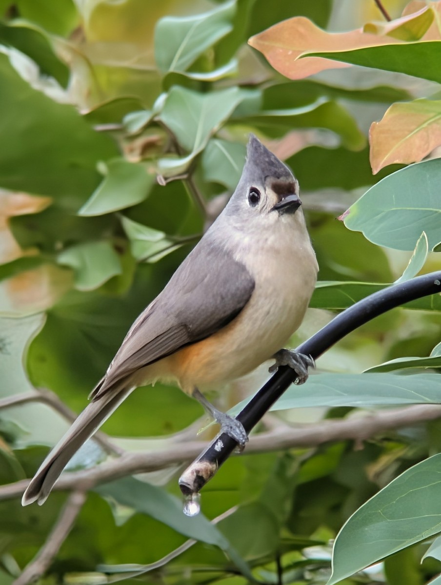 Tufted x Black-crested Titmouse (hybrid) - ML646298052