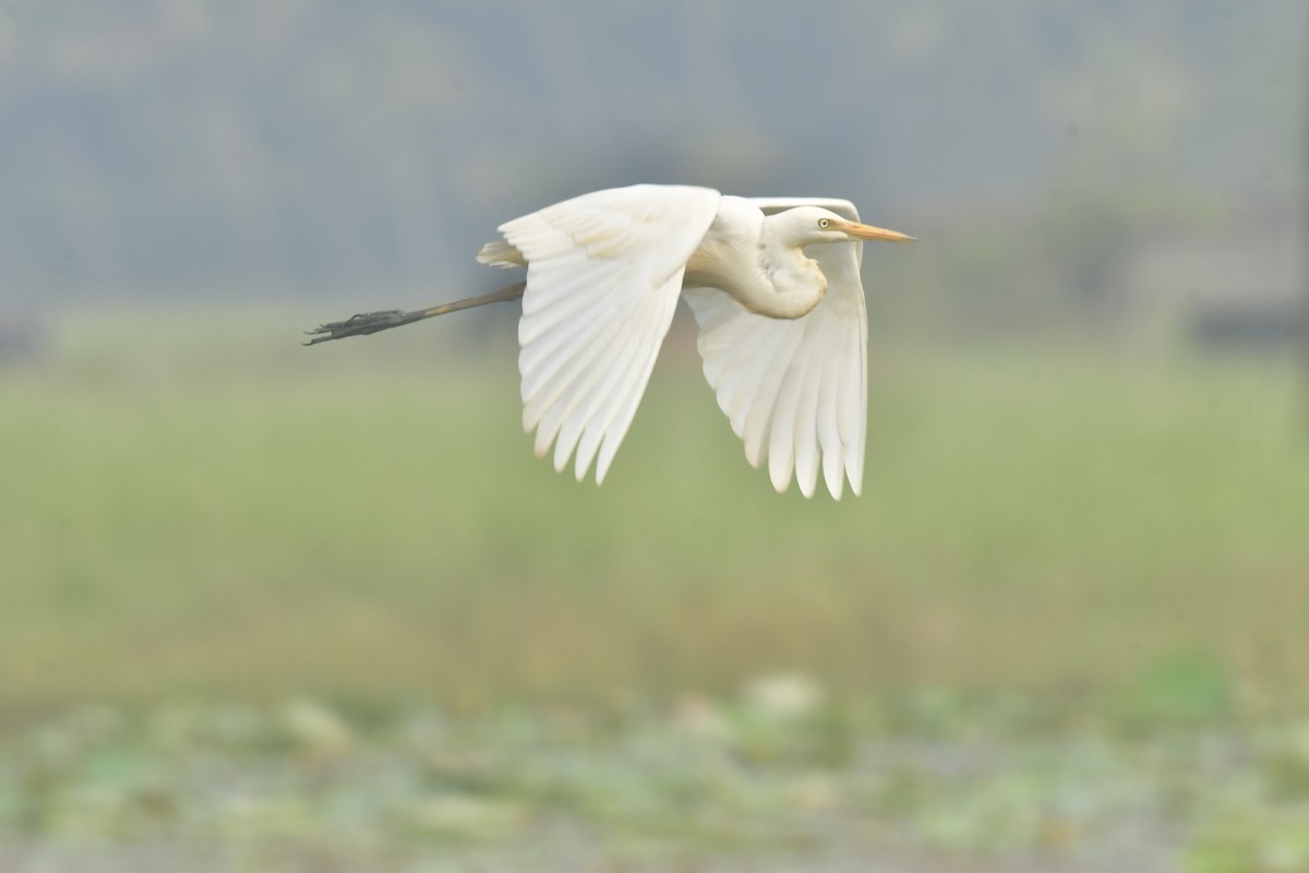 Средняя белая цапля - ML646298054