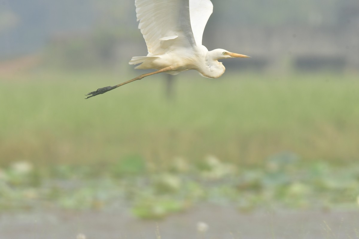 Средняя белая цапля - ML646298055