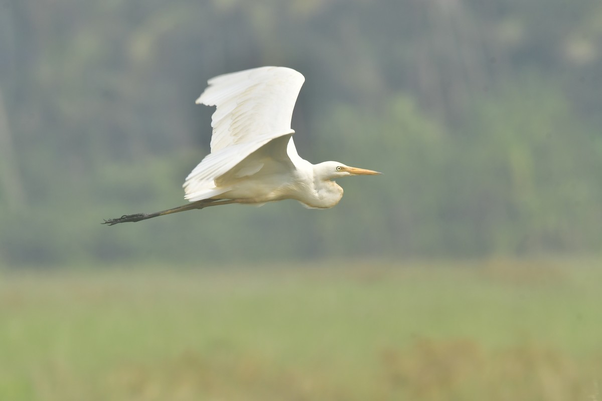 Средняя белая цапля - ML646298056