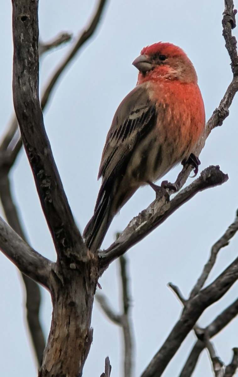 House Finch - ML646298058