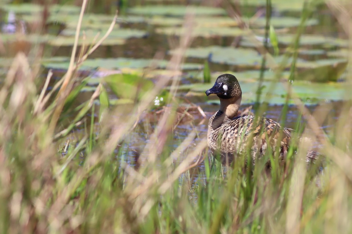 White-backed Duck - ML646298063