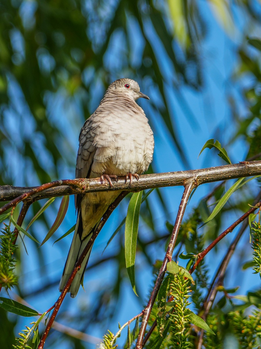 Inca Dove - ML646298064