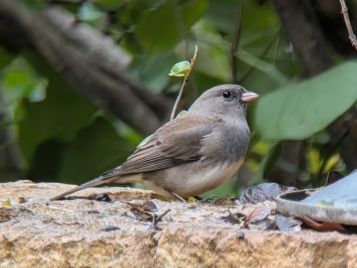 Dark-eyed Junco - ML646298069