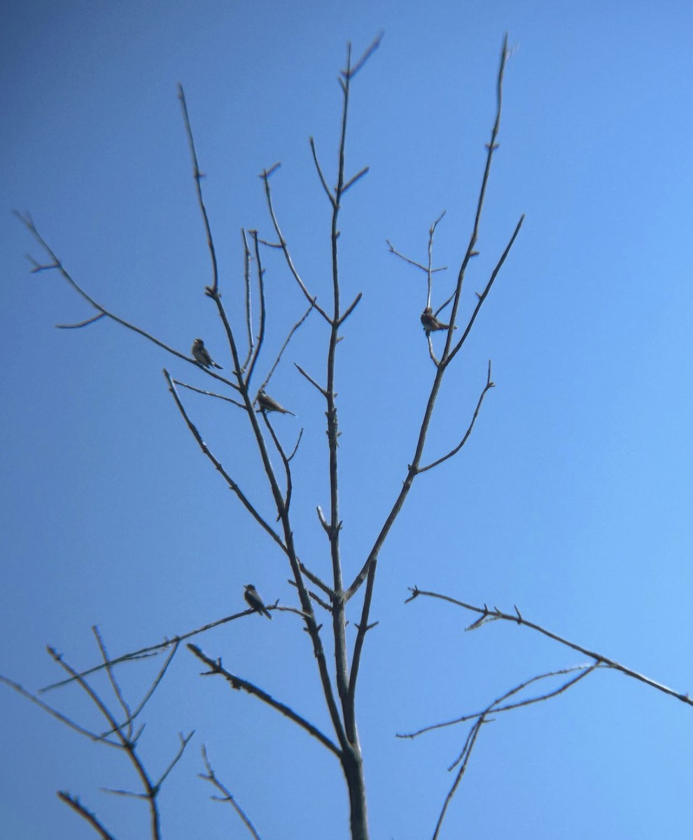 østkongetyrann - ML646298070