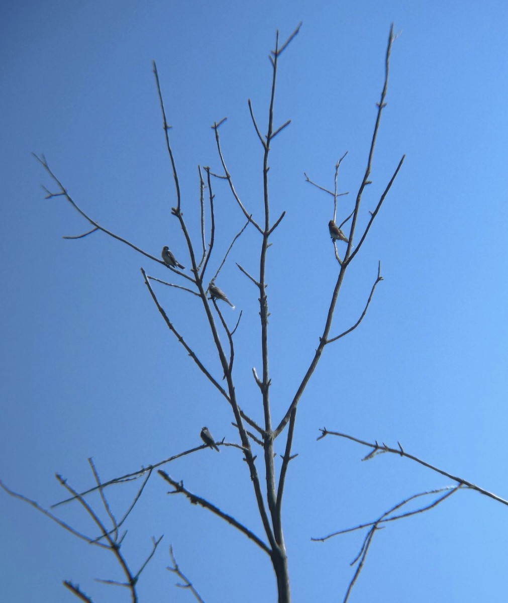 østkongetyrann - ML646298071