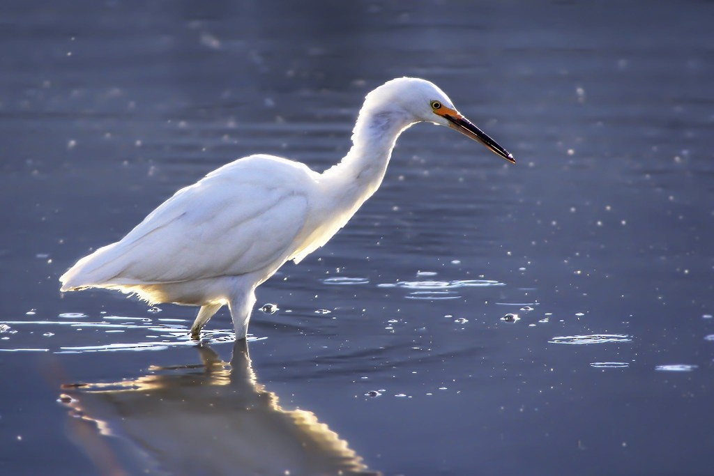 לבנית אמריקנית - ML646298073