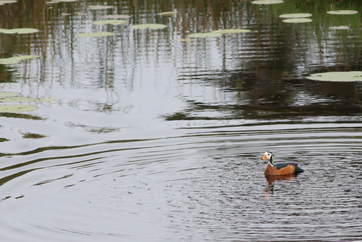 אווזון גמדי אפריקני - ML646298074