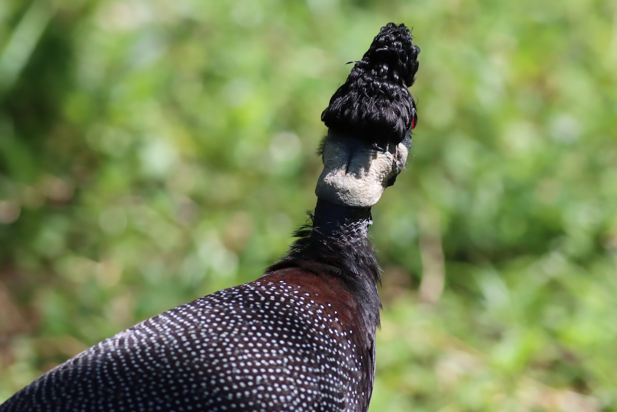 Southern Crested Guineafowl - ML646298076