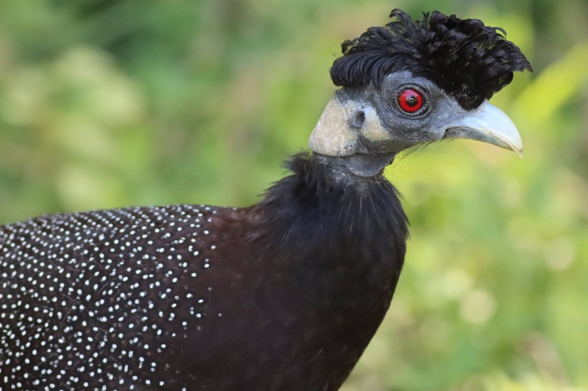 Southern Crested Guineafowl - ML646298077