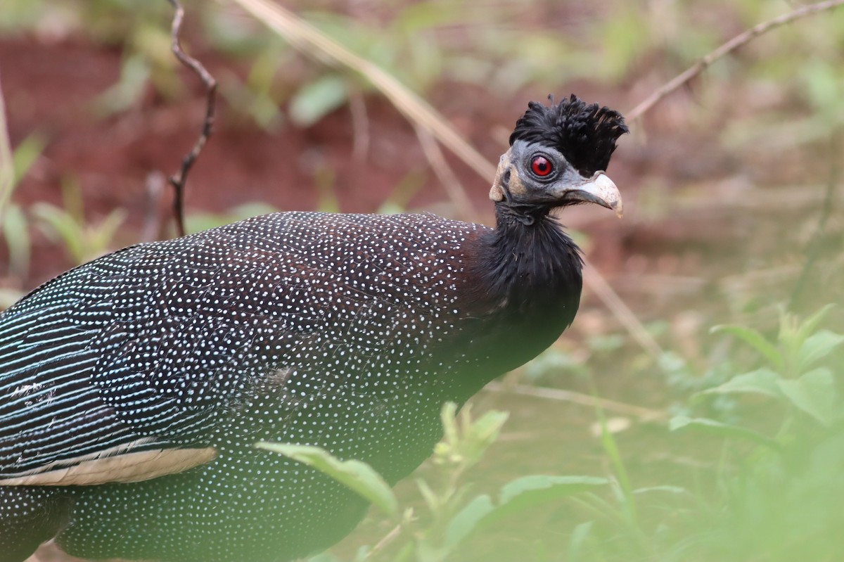 Southern Crested Guineafowl - ML646298078