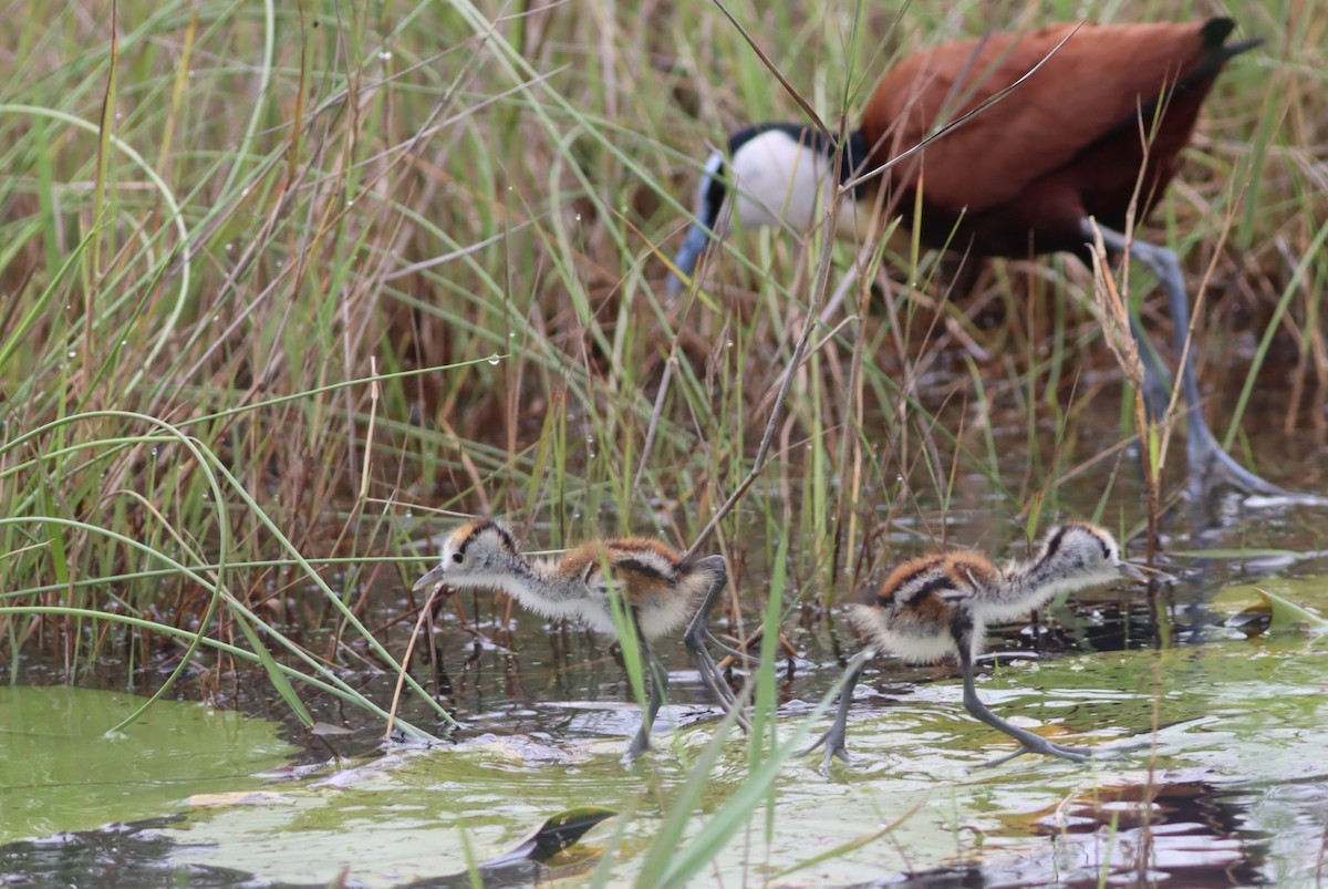 ז'קנה אפריקנית - ML646298086