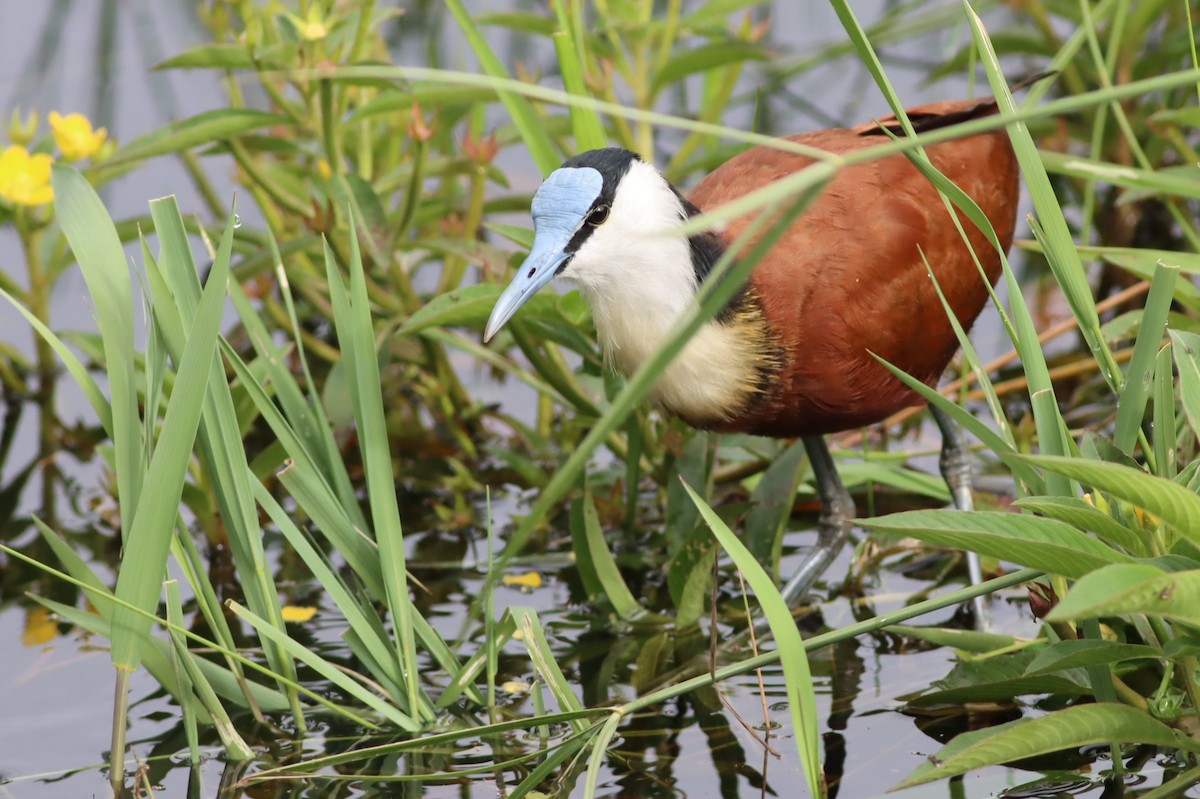 ז'קנה אפריקנית - ML646298087