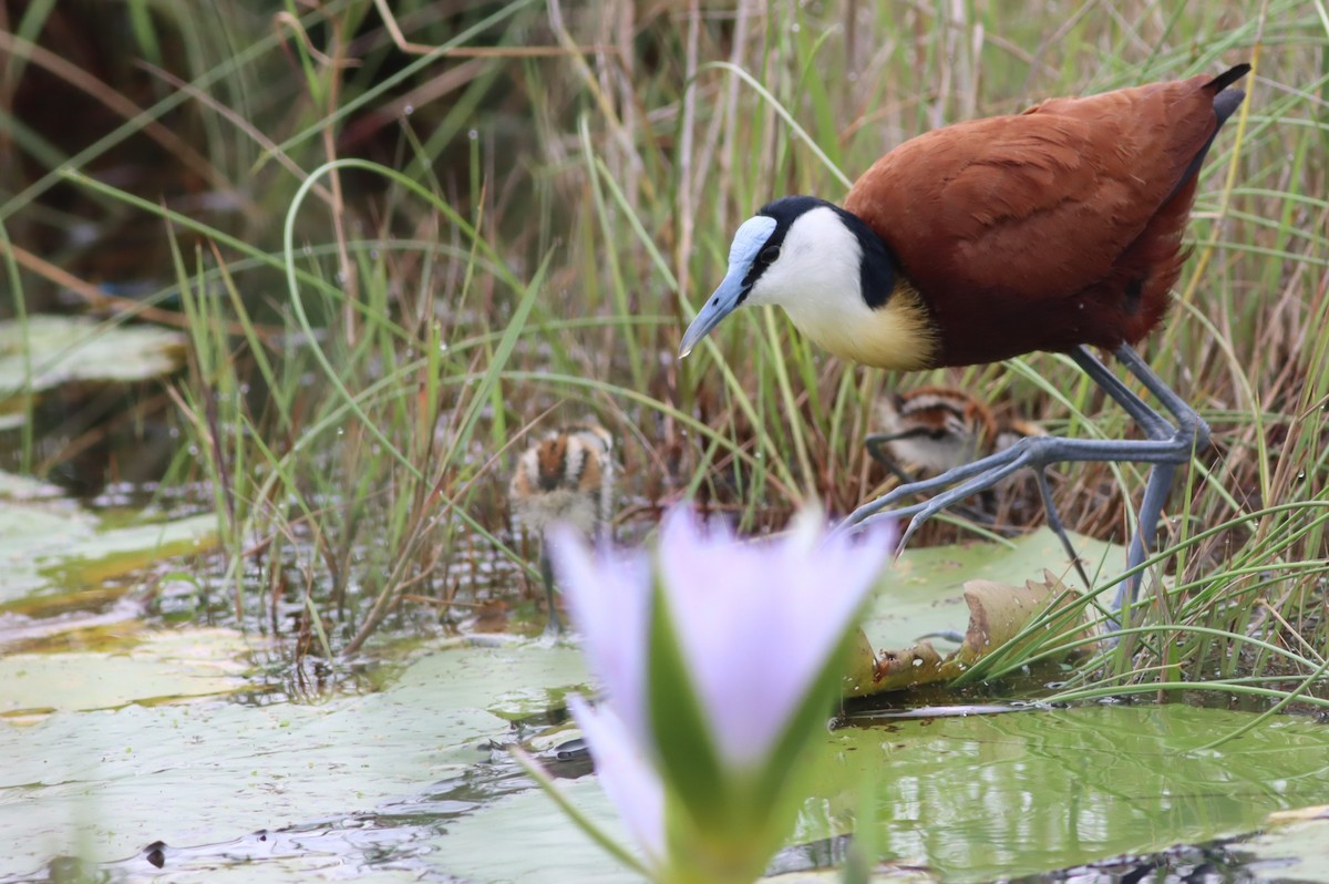 ז'קנה אפריקנית - ML646298088